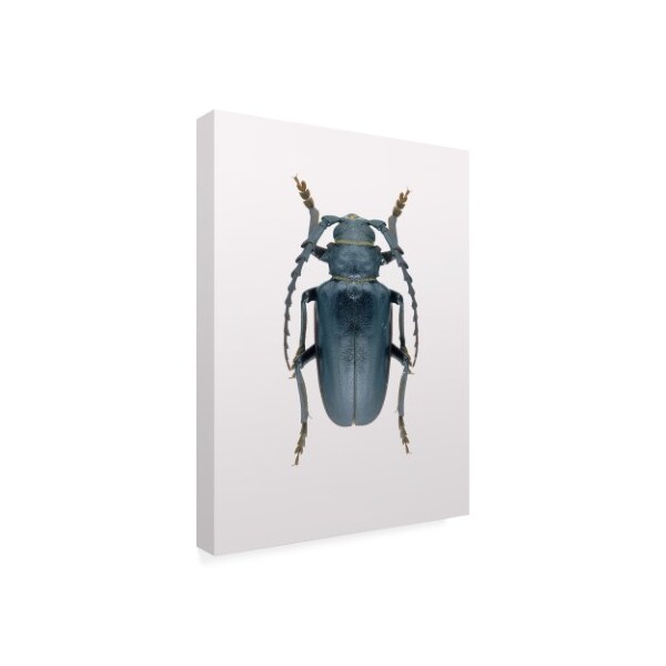Design Fabrikken 'Beetle 3 Fabrikken' Canvas Art,24x32